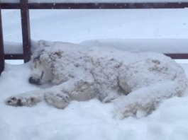 10 Huskies That Are Totally Cool With Getting ‘Buried’ In The Snow