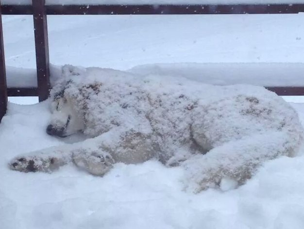10 Huskies That Are Totally Cool With Getting ‘Buried’ In The Snow