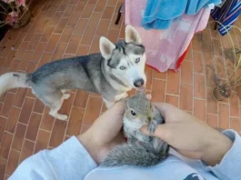 10 Things Huskies Don’t Like (In a parallel universe)