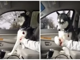 Husky Thinks Belly Rubs Are A Lot More Important Than Owner’s Control Of Car