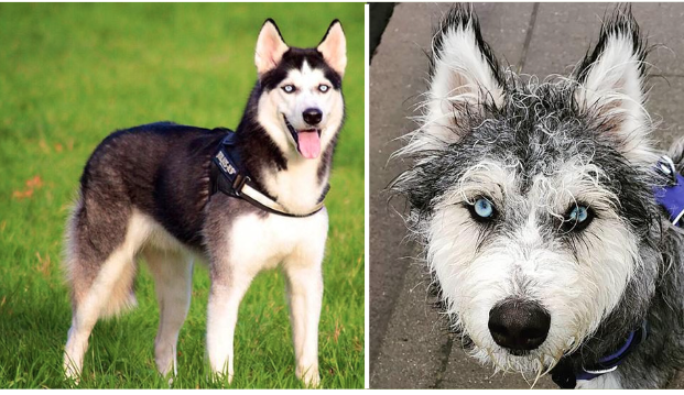 10 Dog Breeds Mixed With Husky