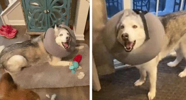 Stubborn Husky Pleads His Defense After Destroying His Brother’s Toy