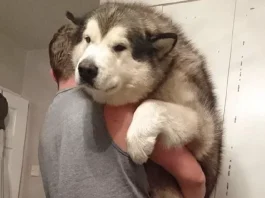 10 Adorable Pics Of Owners Hugging Their Huskies