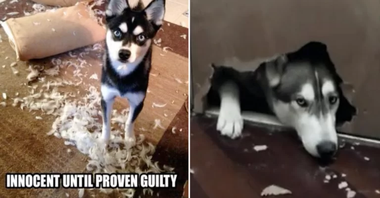 15 Pics Of Guilty Huskies Who Thought That They Would Never Get Caught