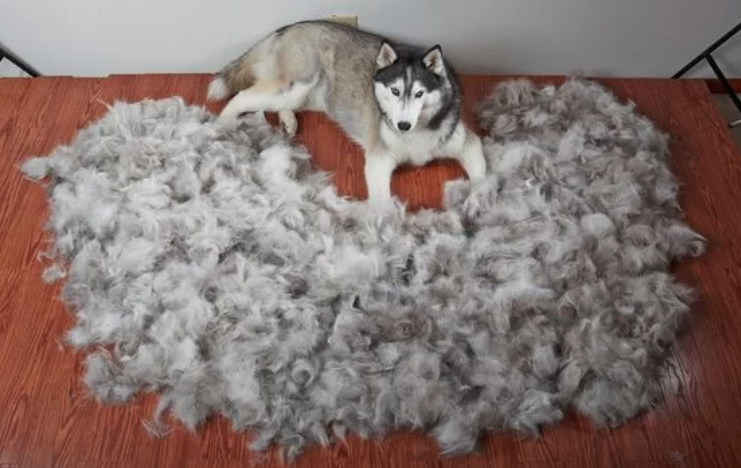 14 Things You Need To Know Before You Get A Husky
