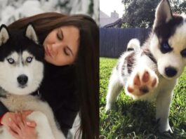 7 Things Husky Owners Do That Should Never Apologize For