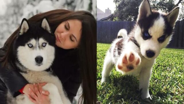 7 Things Husky Owners Do That Should Never Apologize For