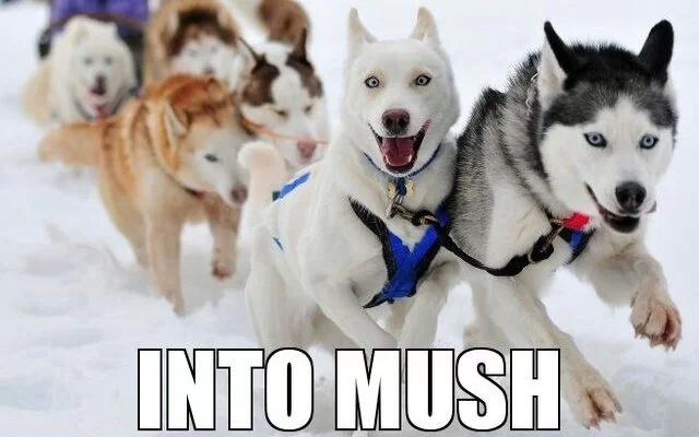 20 Most Funny Sled Pictures Of Huskies And People