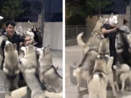 Huskies Go Crazy When Their Owner Puts On A Dog Mask