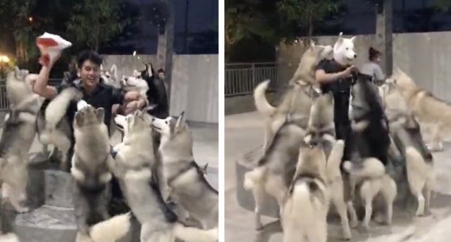 Huskies Go Crazy When Their Owner Puts On A Dog Mask