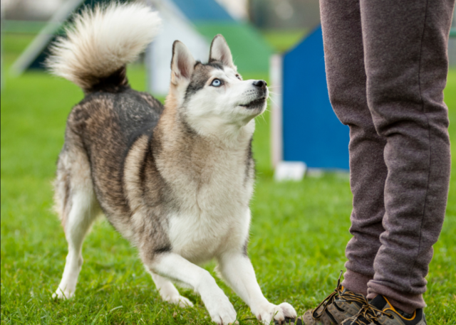 Do Huskies Come Back after Running Away