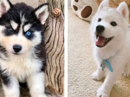 11-Precious-Puppies-Who-Are-Here-To-Steal-Your-Heart-1