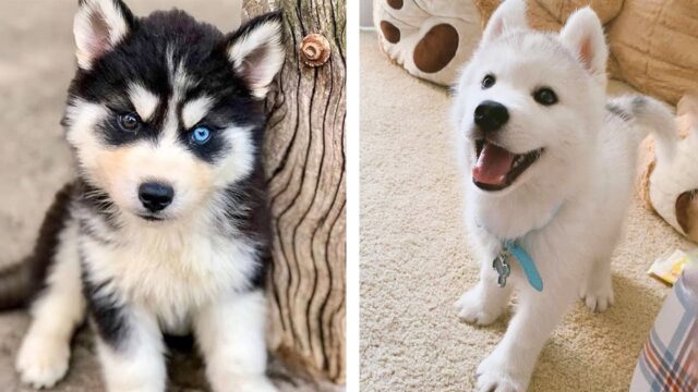 11-Precious-Puppies-Who-Are-Here-To-Steal-Your-Heart-1