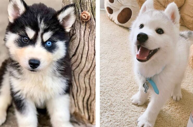 11-Precious-Puppies-Who-Are-Here-To-Steal-Your-Heart-1
