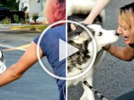 Happy Tears. Woman Reunites With Her Husky After Two Years