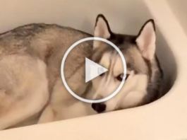 Husky Loves His Bathtub So Much That The Request To Leave It Prompts A Pretty Scary Stare