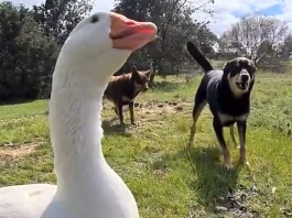 Confused Goose Hilariously Barks Back at a Vocal Dog