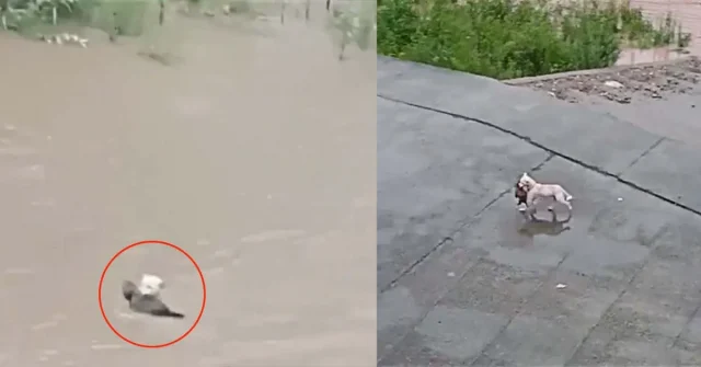 Mother Dog Jumps into Floodwater to Save Her Puppy