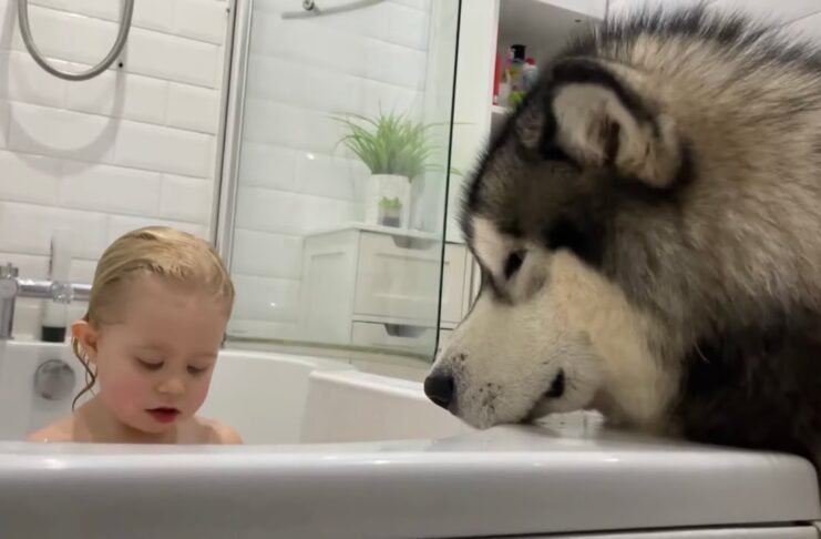 Giant Husky Supervises Bath Time! He's So Protective!!