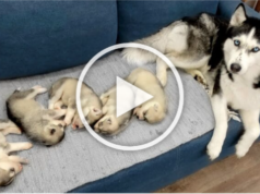 The Cutest Husky Puppies! My Dogs are Fleeing From Puppies