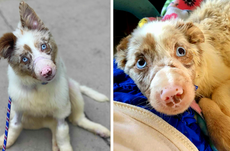 Starving 5-month-old Puppy Was Found Outside In The Heat, With Mouth Taped Shut