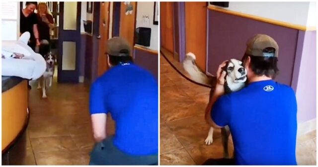 Lost For 3-Yrs, He Howls With Joy When He Sees His Dad Standing In Front Of Him