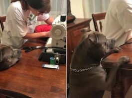 Dog Has The Sweetest Reaction After Accidentally Ripping His Favorite Pillow