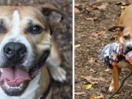 Even though they have turned him down for NINE YEARS, he never stops smiling at visitors to the shelter…